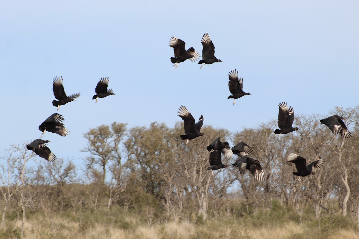 Black Vulture - ML353112791