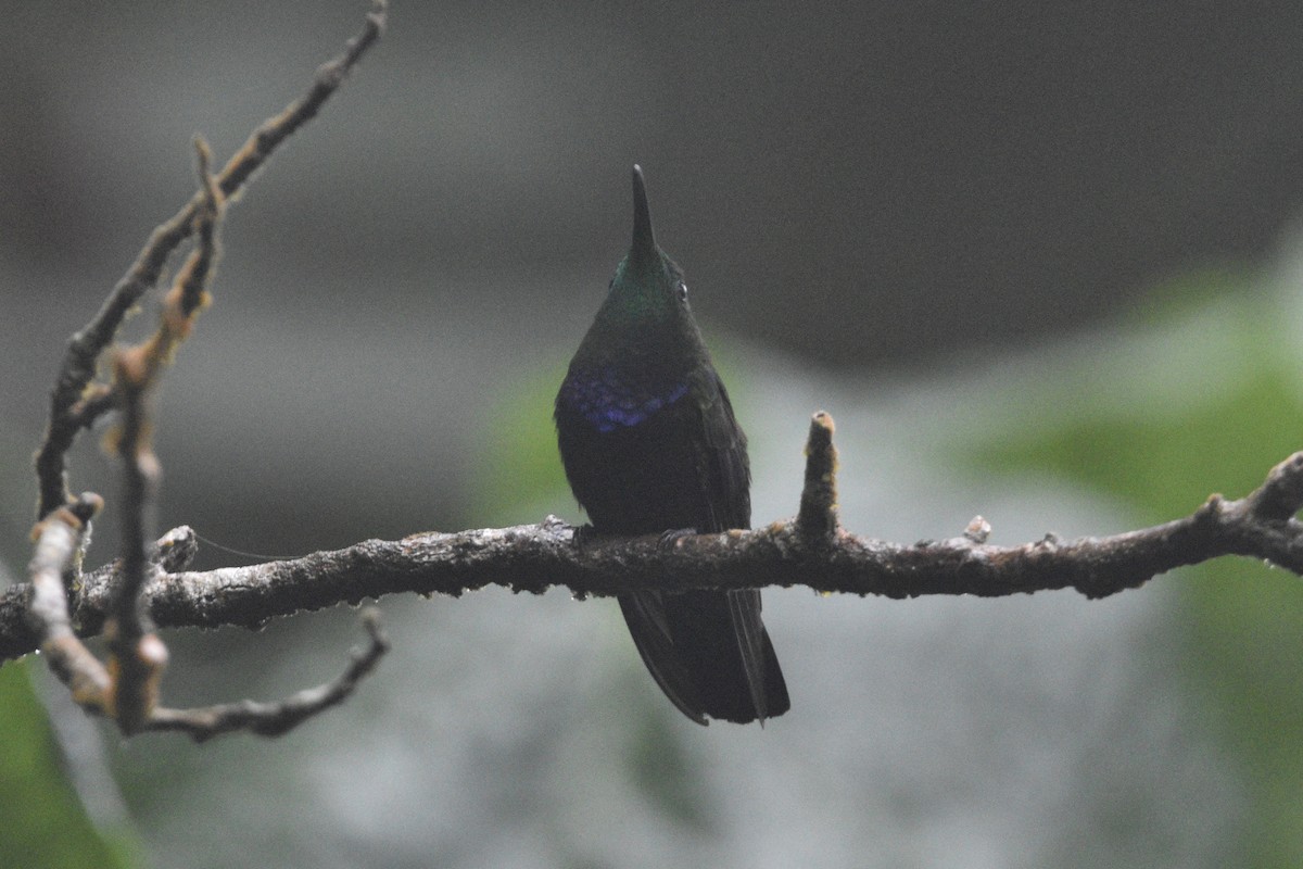 Green-throated Carib - Julien Amsellem