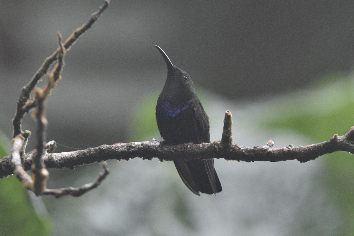 Green-throated Carib - Julien Amsellem