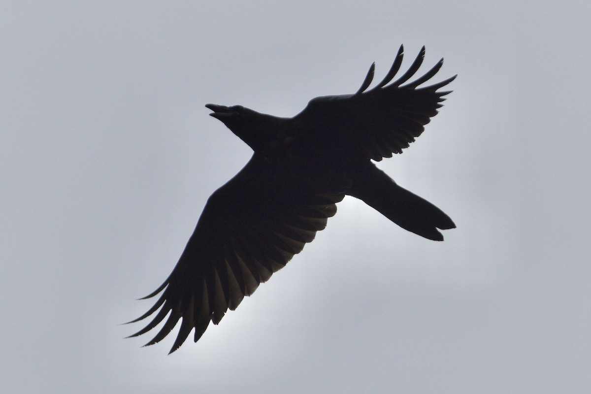 Common Raven - Julien Amsellem