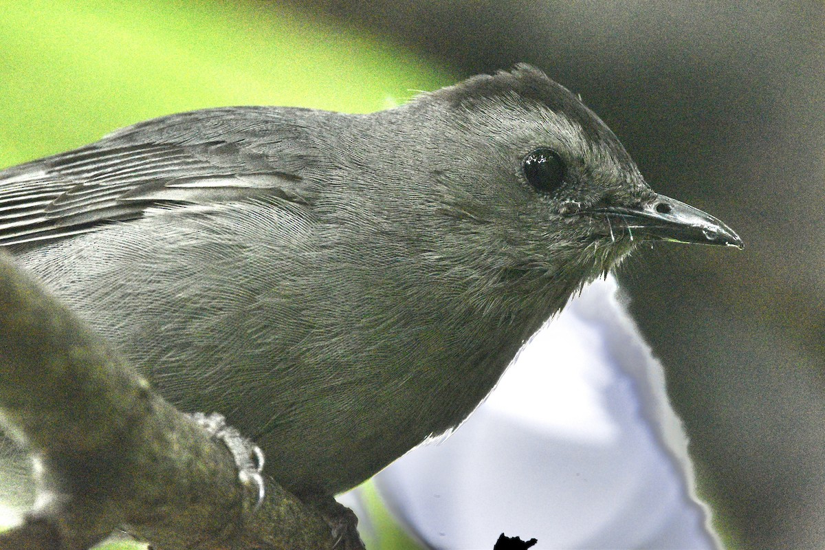 Gray Catbird - ML353116371