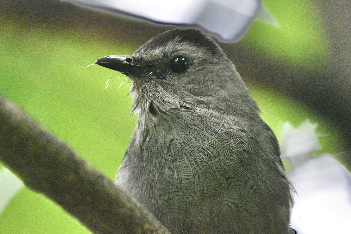 Gray Catbird - ML353116381