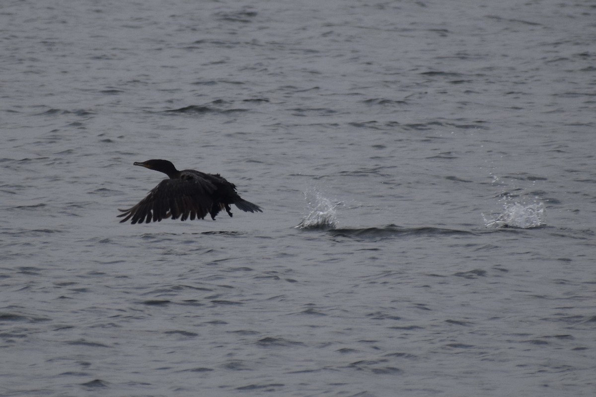 Double-crested Cormorant - ML353117671