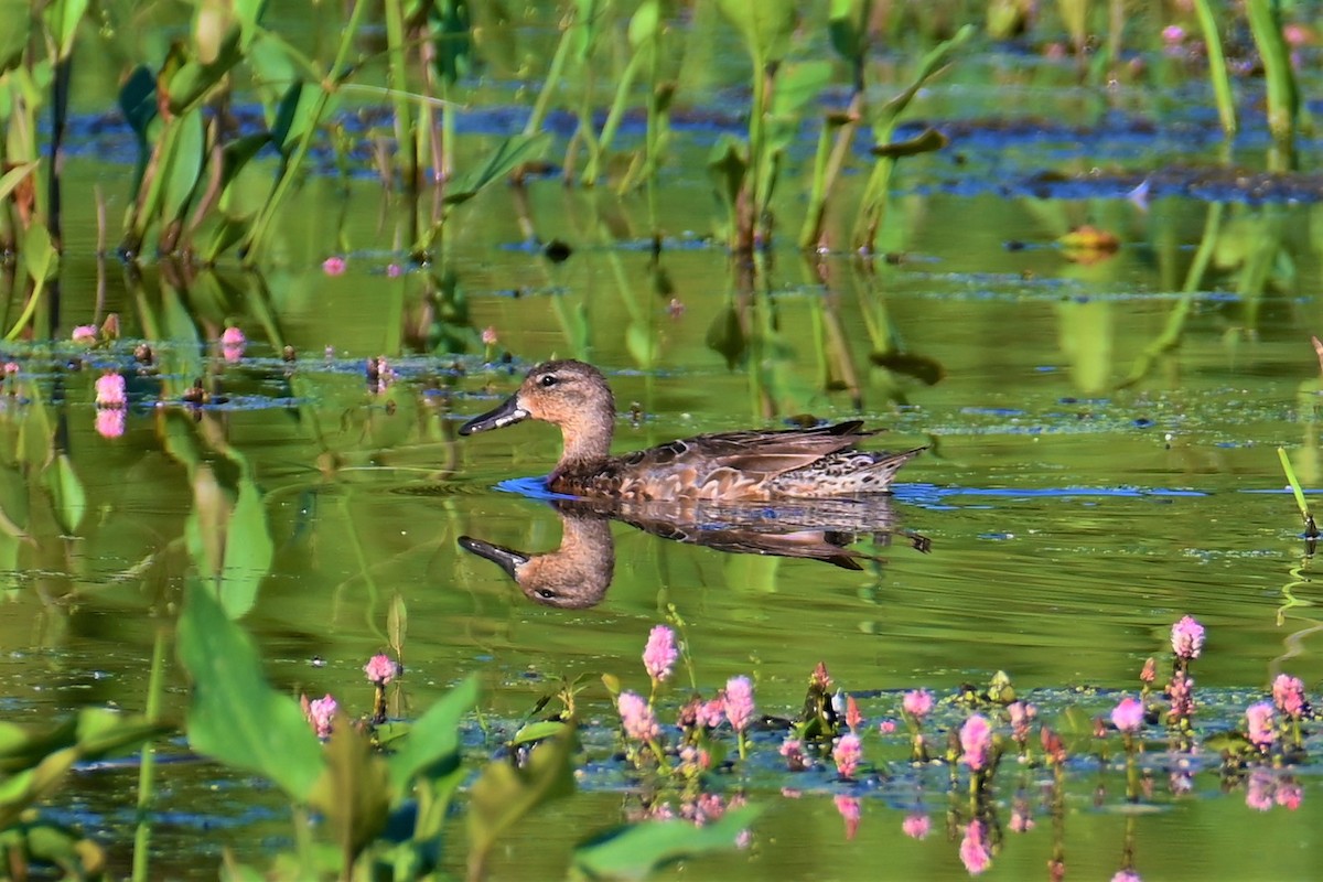 Blue-winged Teal - Geoffrey Newell