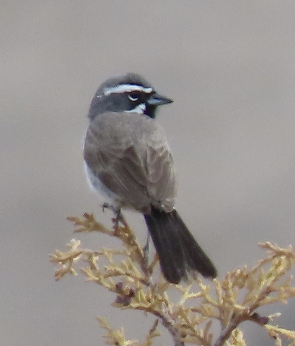 Black-throated Sparrow - Vicki Nebes