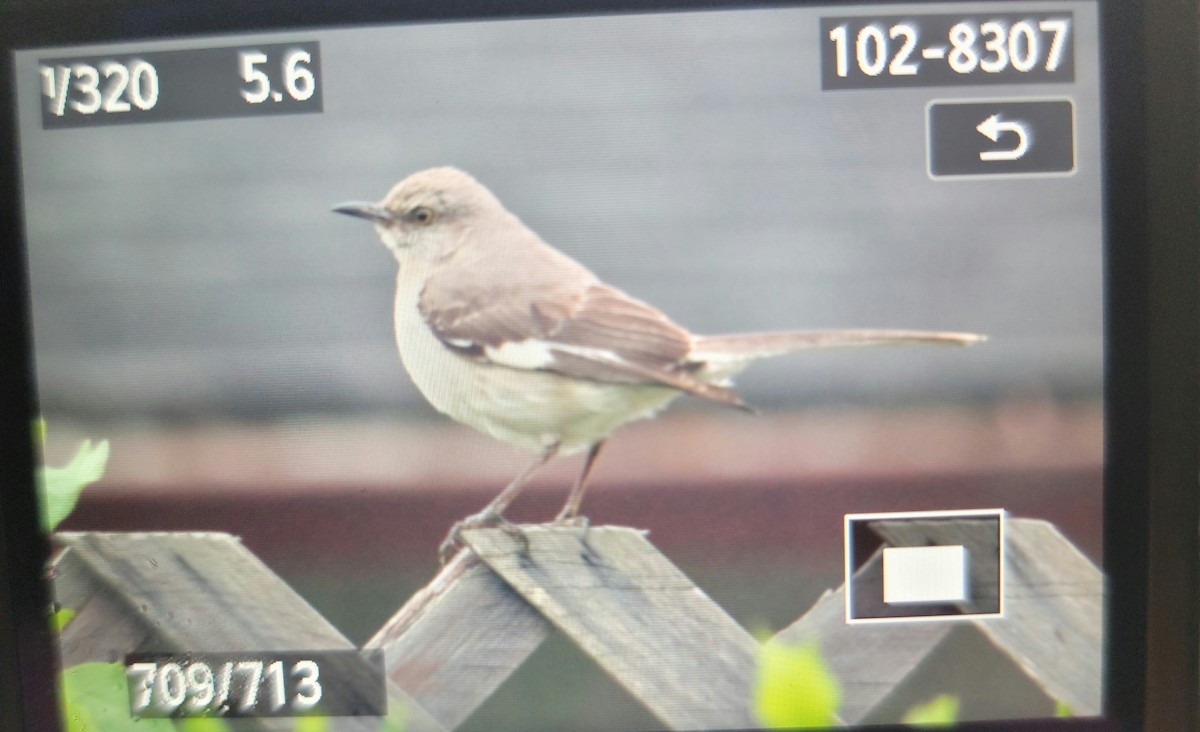 Northern Mockingbird - ML353118161