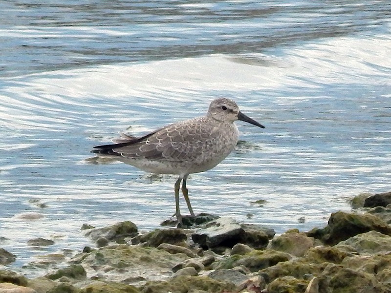 Red Knot - ML35311991