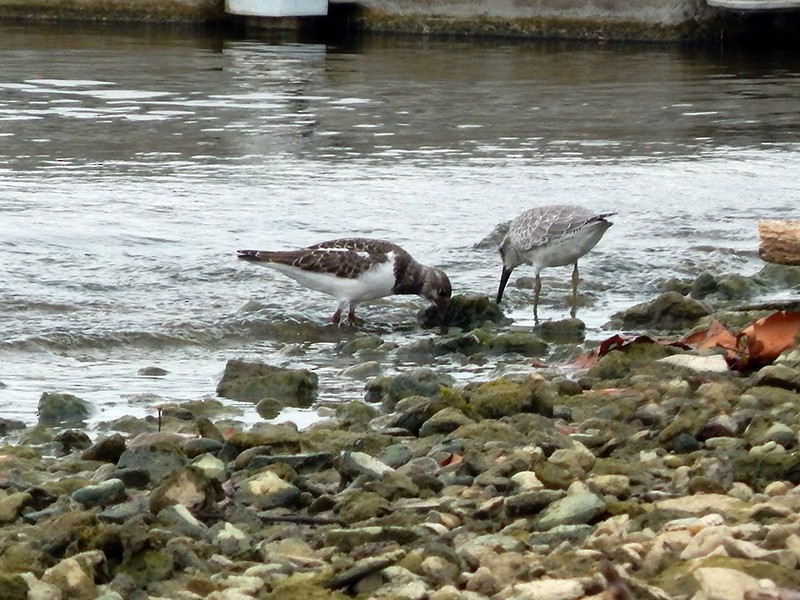 Ruddy Turnstone - ML35312121