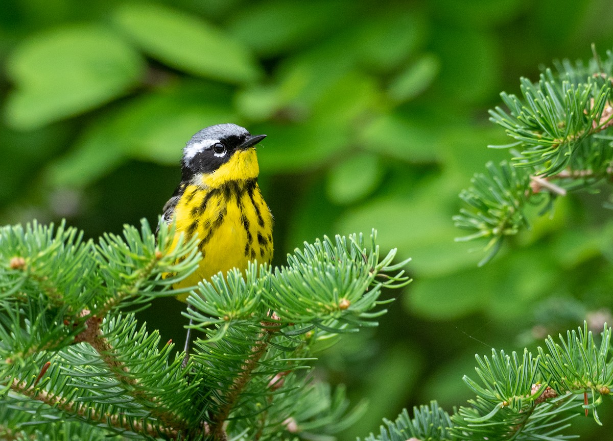 Magnolia Warbler - ML353121581