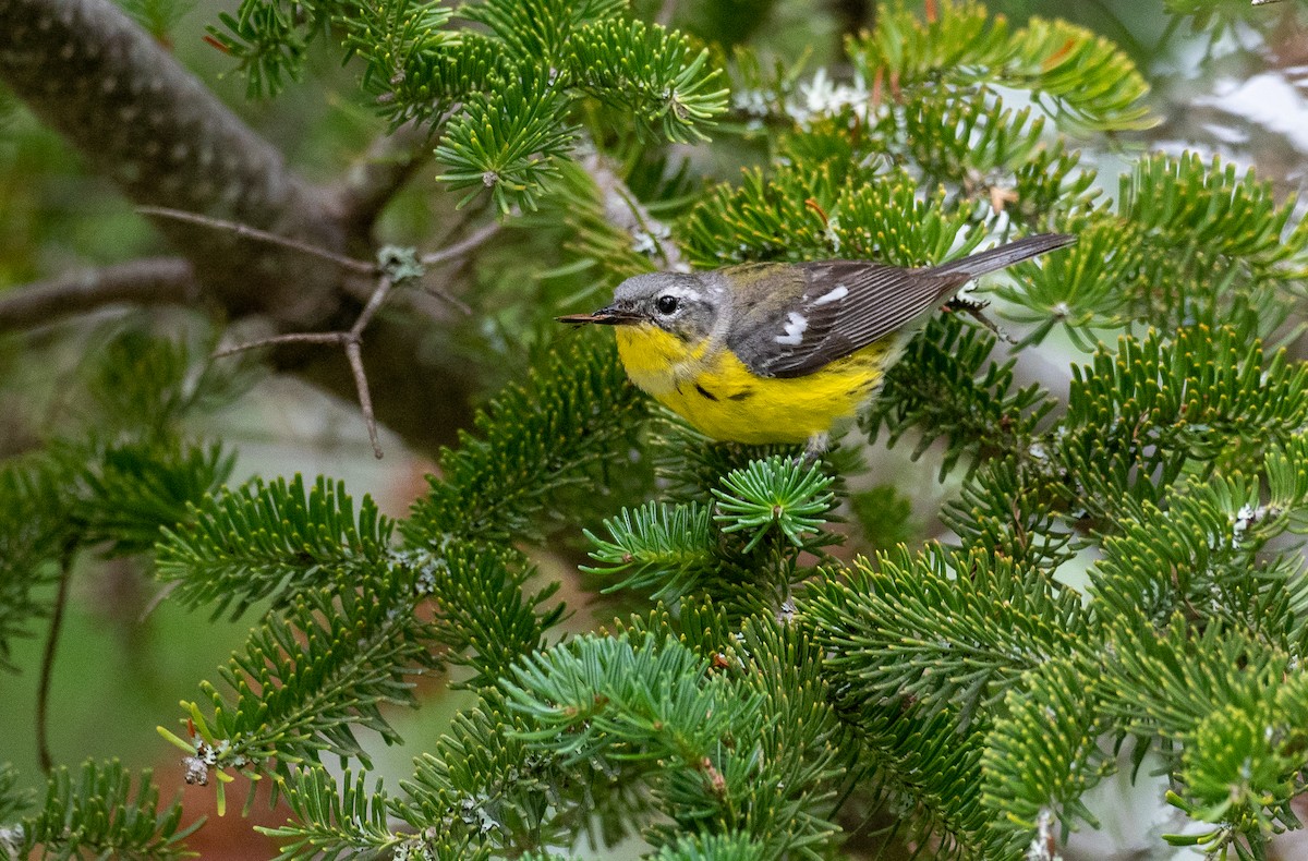 Magnolia Warbler - ML353121591