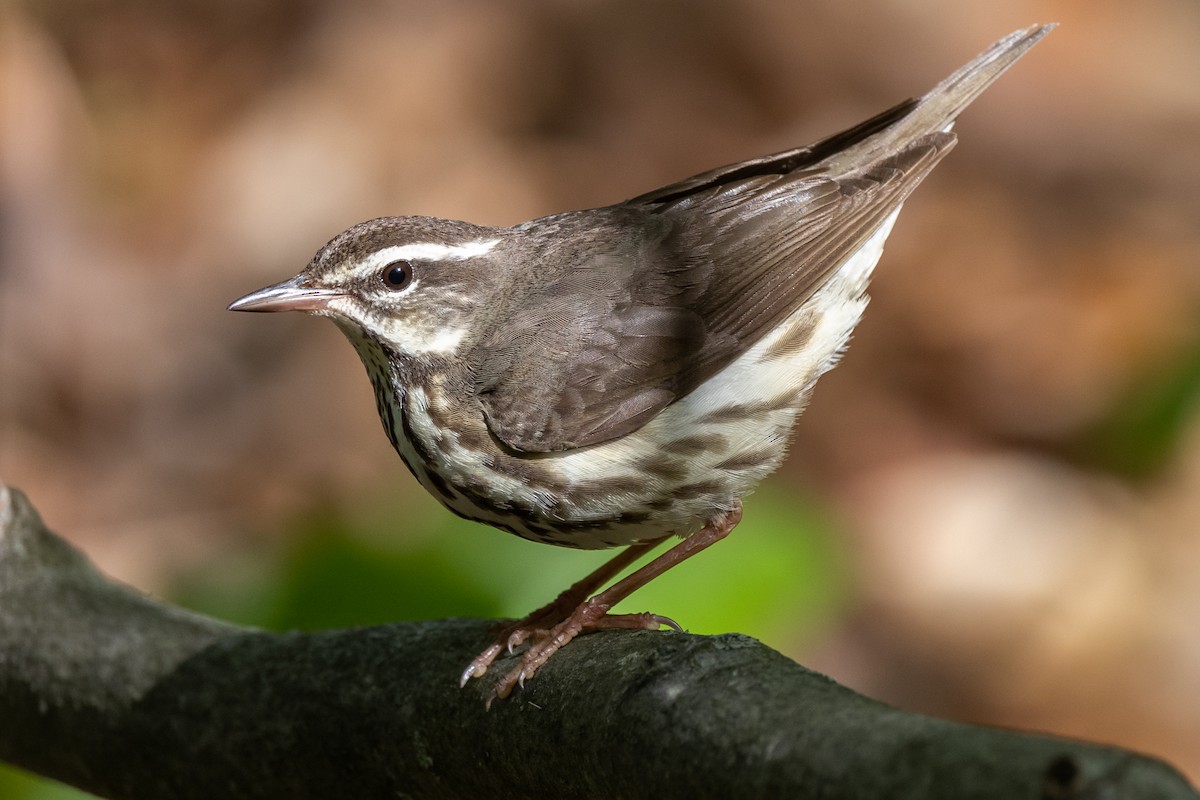 Paruline hochequeue - ML353122721