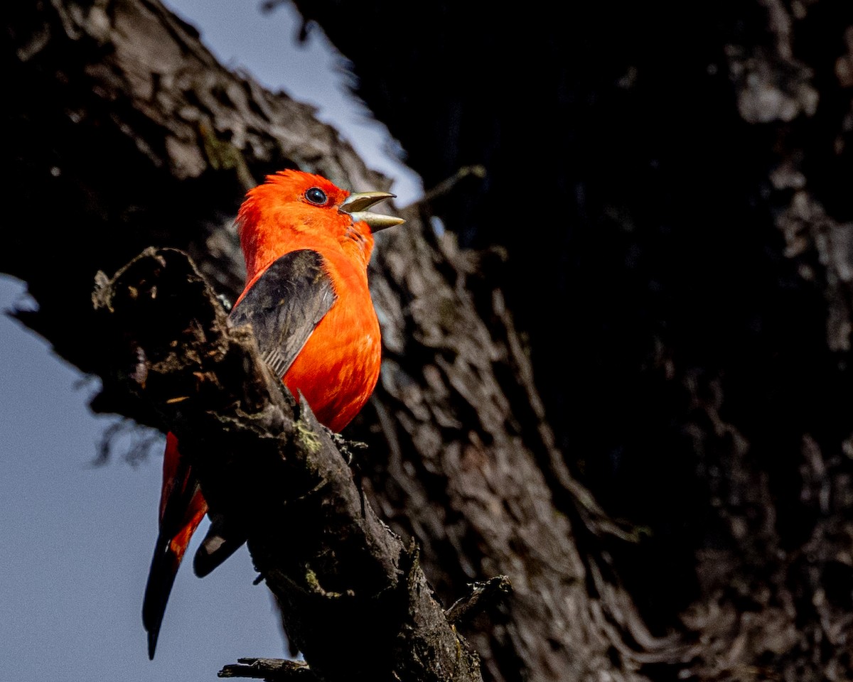 Scarlet Tanager - ML353123051