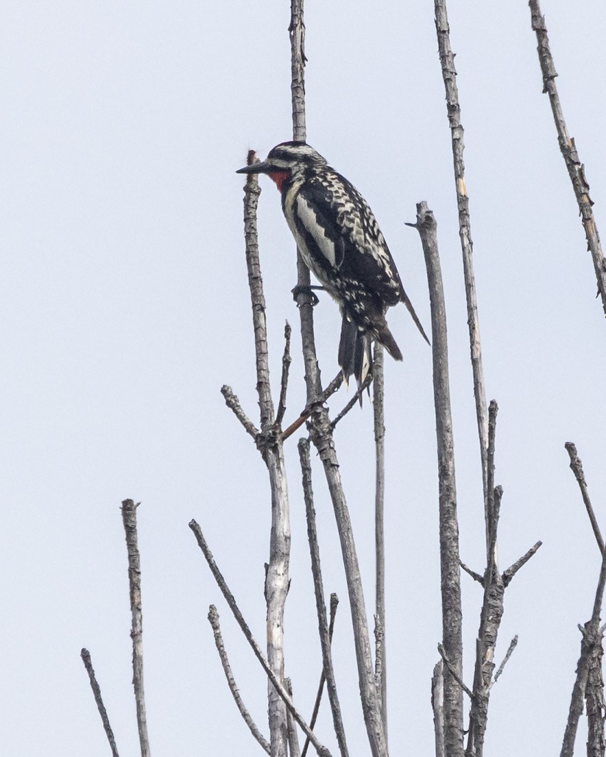 Yellow-bellied Sapsucker - ML353123541