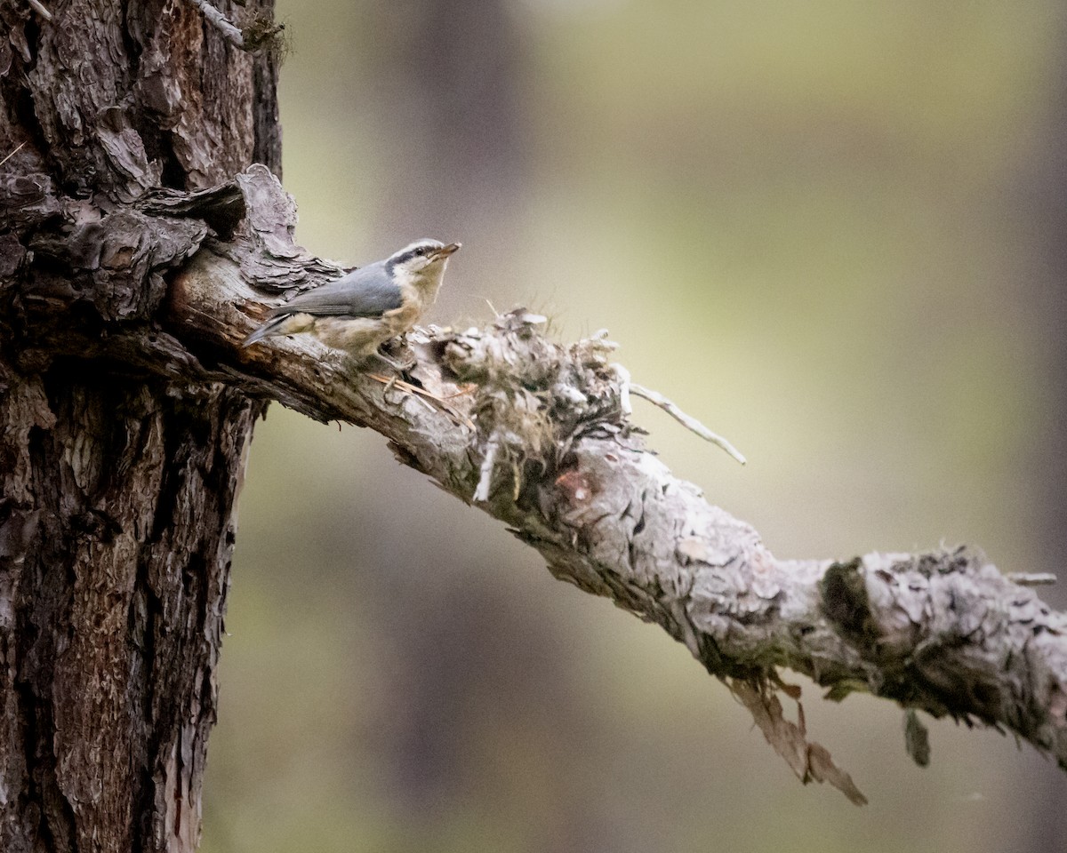 Red-breasted Nuthatch - ML353123651