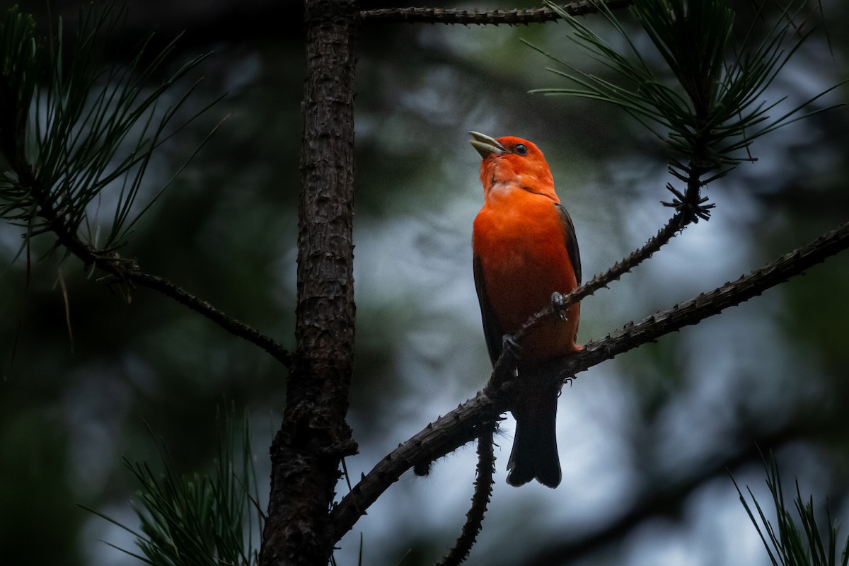Scarlet Tanager - ML353123751