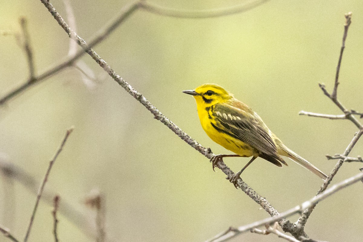 Prairie Warbler - ML353123771