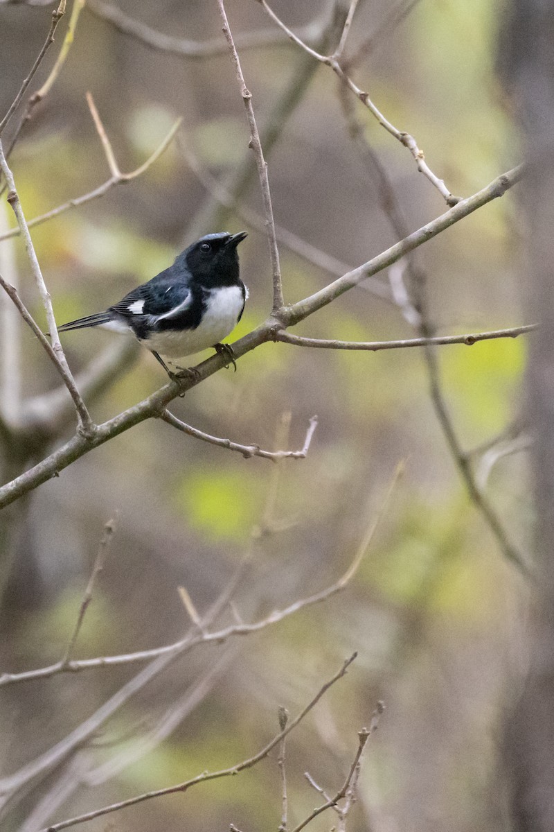 Black-throated Blue Warbler - ML353123851