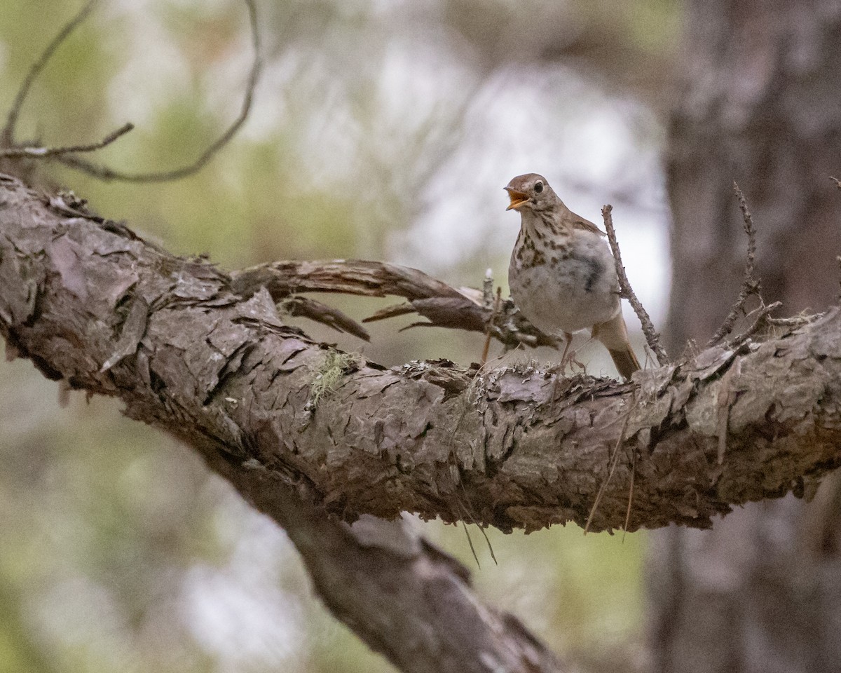 Hermit Thrush - ML353123991