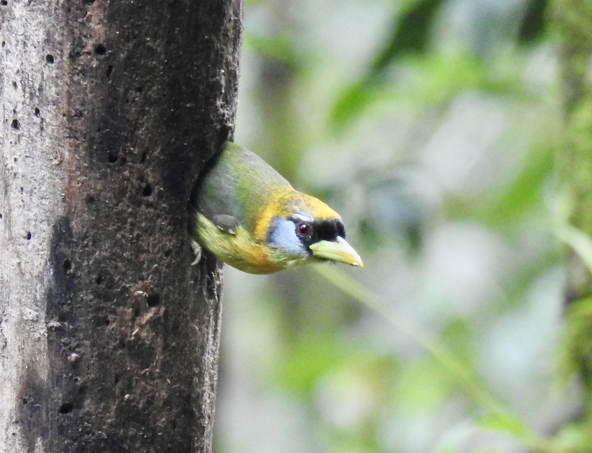 Red-headed Barbet - Tomohide Cho