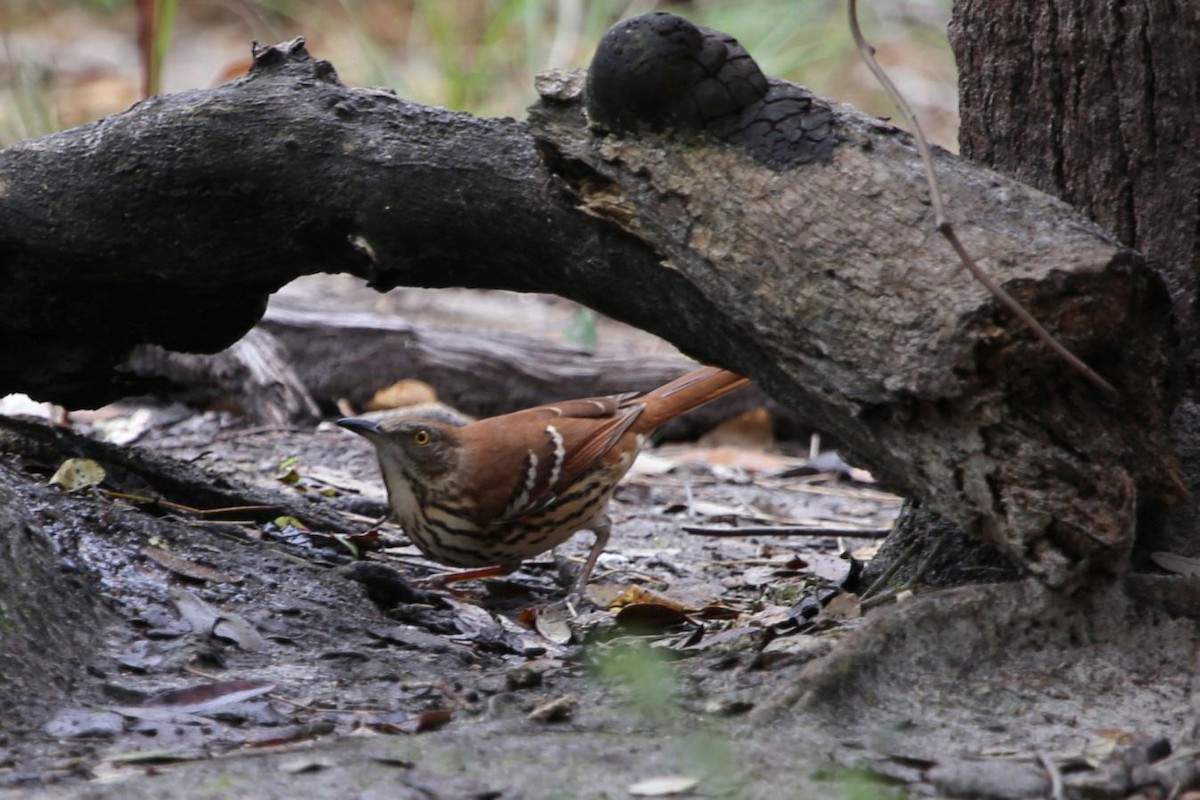 Рыжий пересмешник - ML353126191