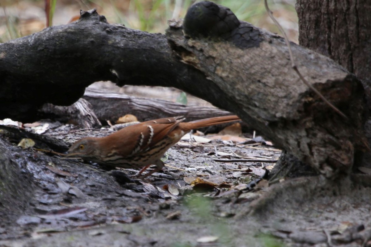 Рыжий пересмешник - ML353126201