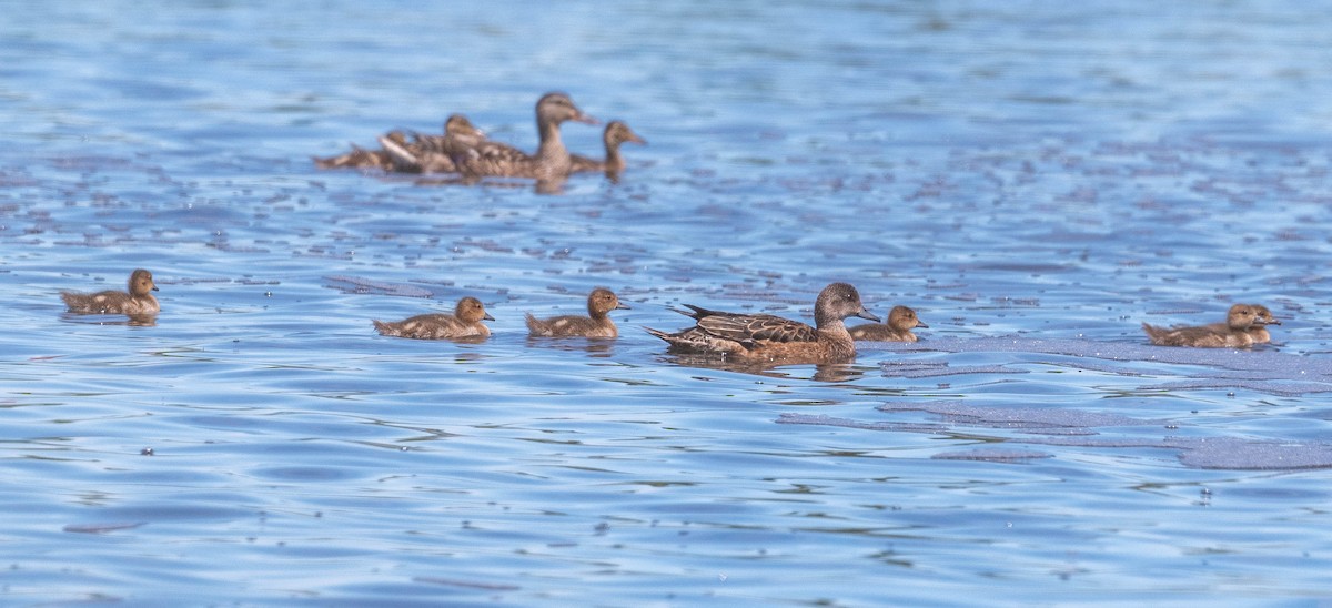 American Wigeon - ML353126621