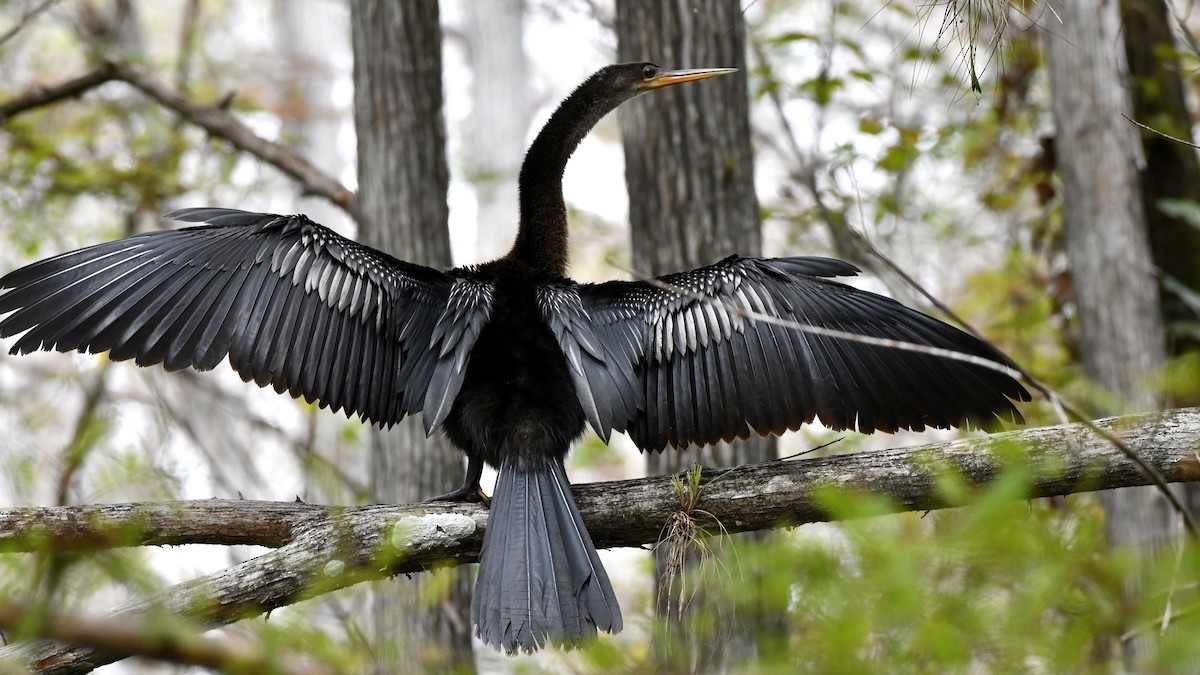 anhinga americká - ML353127691