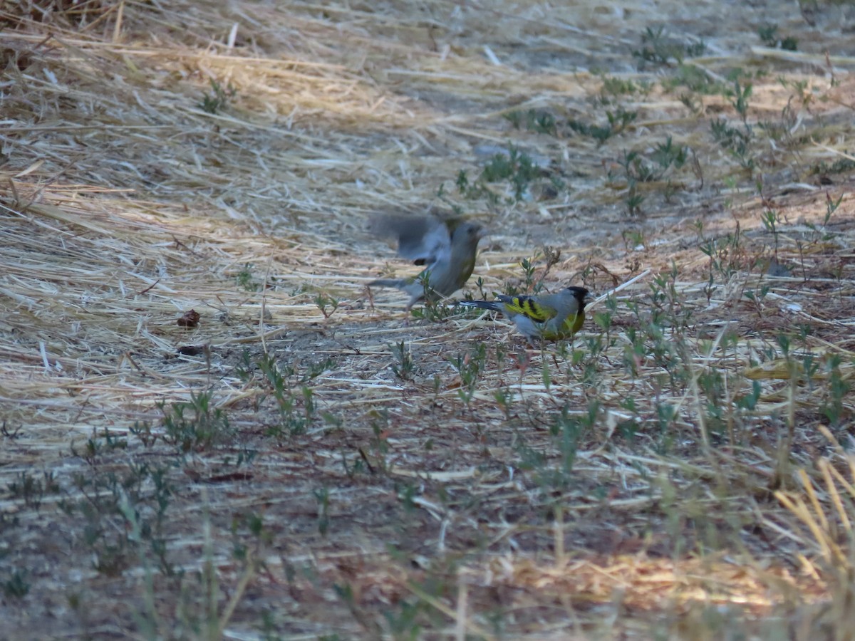 Lawrence's Goldfinch - ML353127841