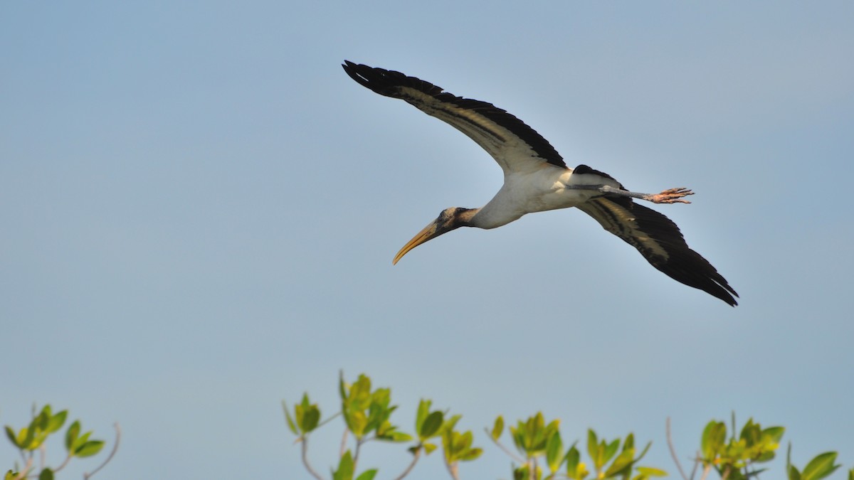 Wood Stork - ML353129671