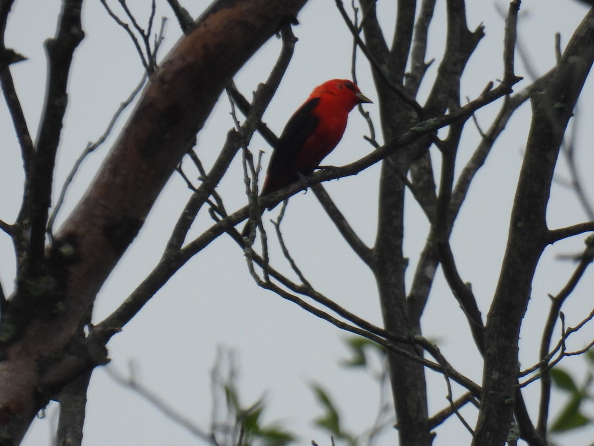 Scarlet Tanager - ML353131641