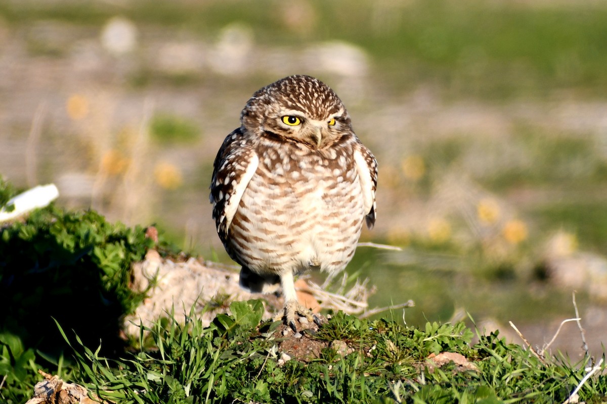 Burrowing Owl - ML353132031