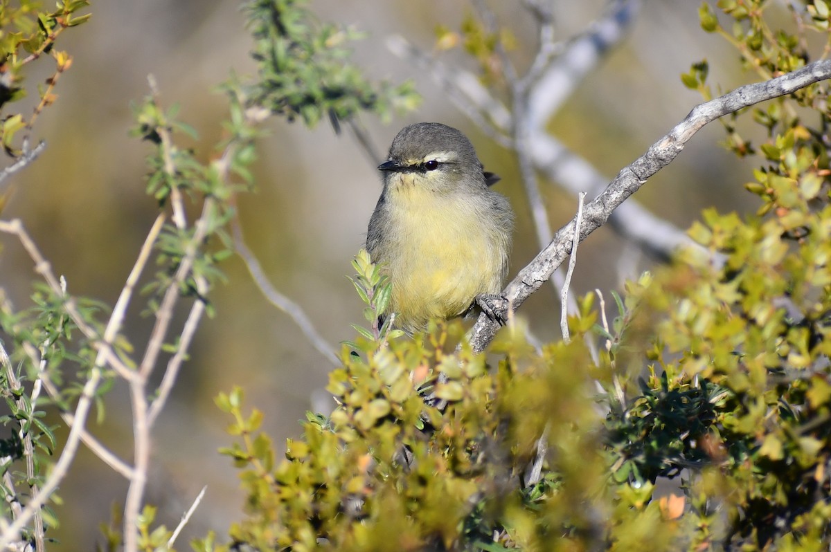 Greater Wagtail-Tyrant - ML353132131