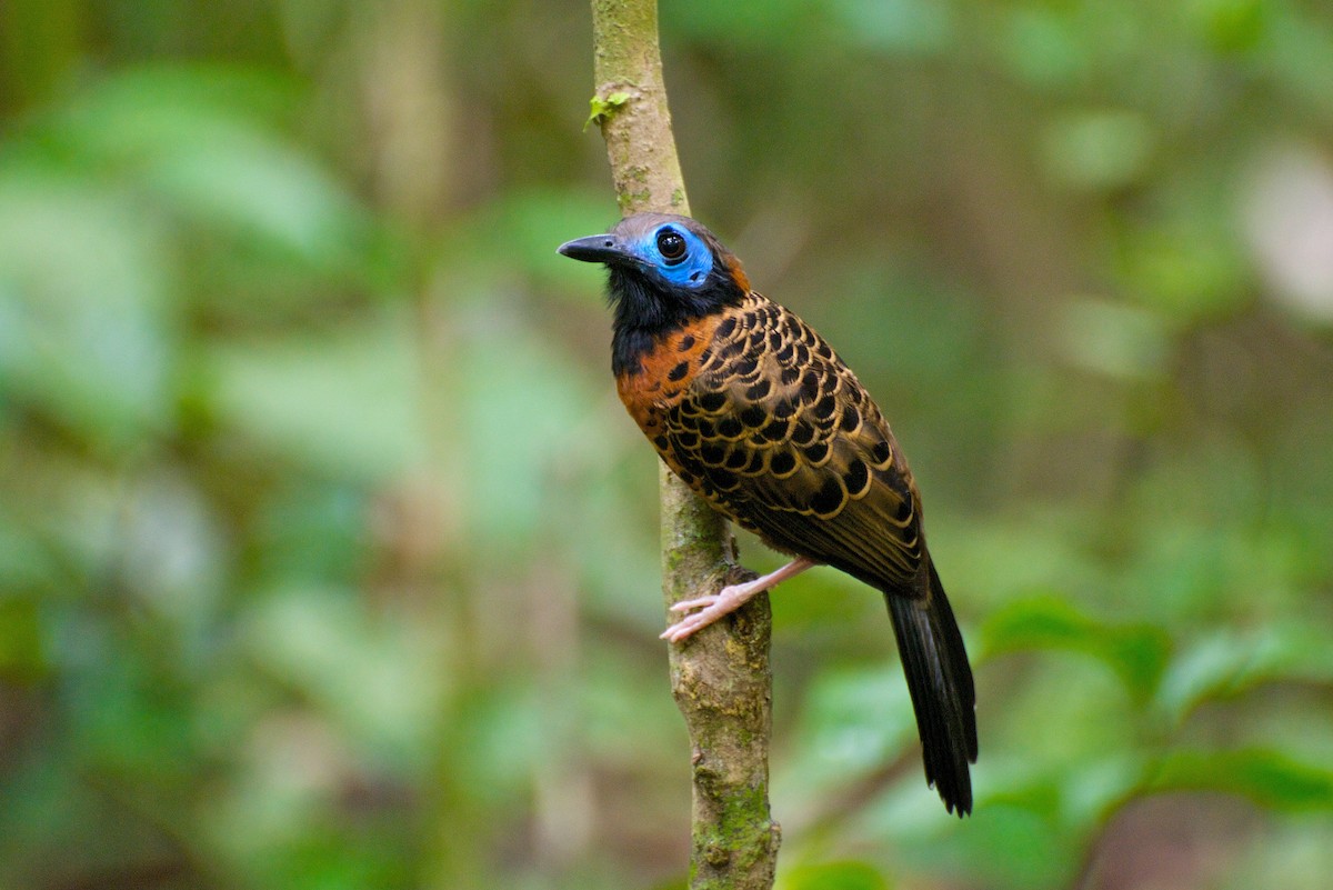 Ocellated Antbird - ML35313241