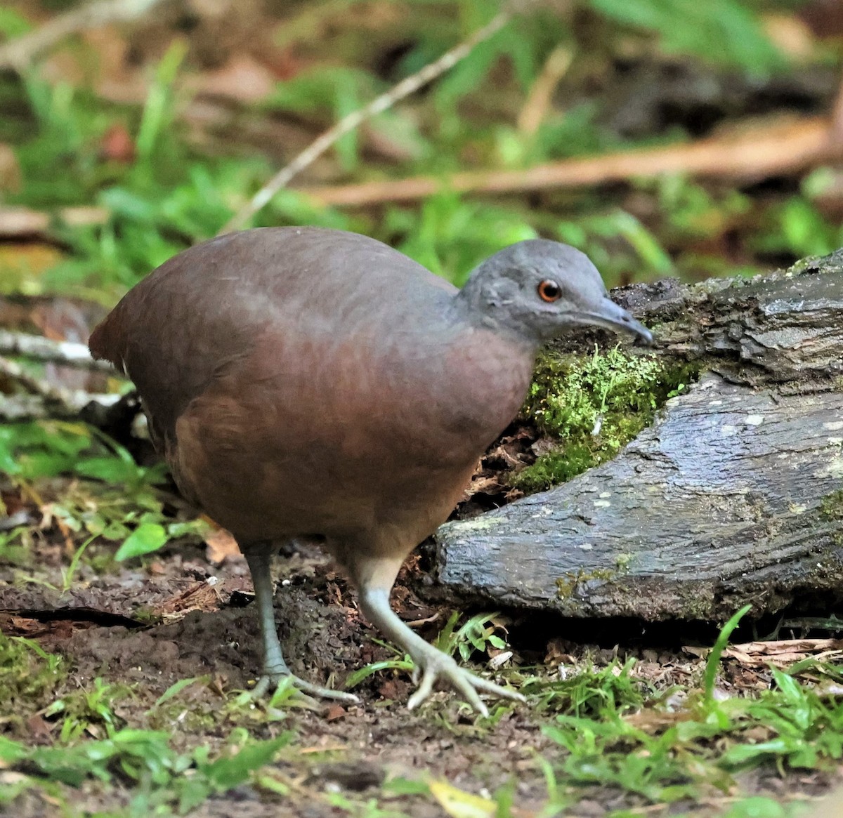 Brown Tinamou - Rocha Maria