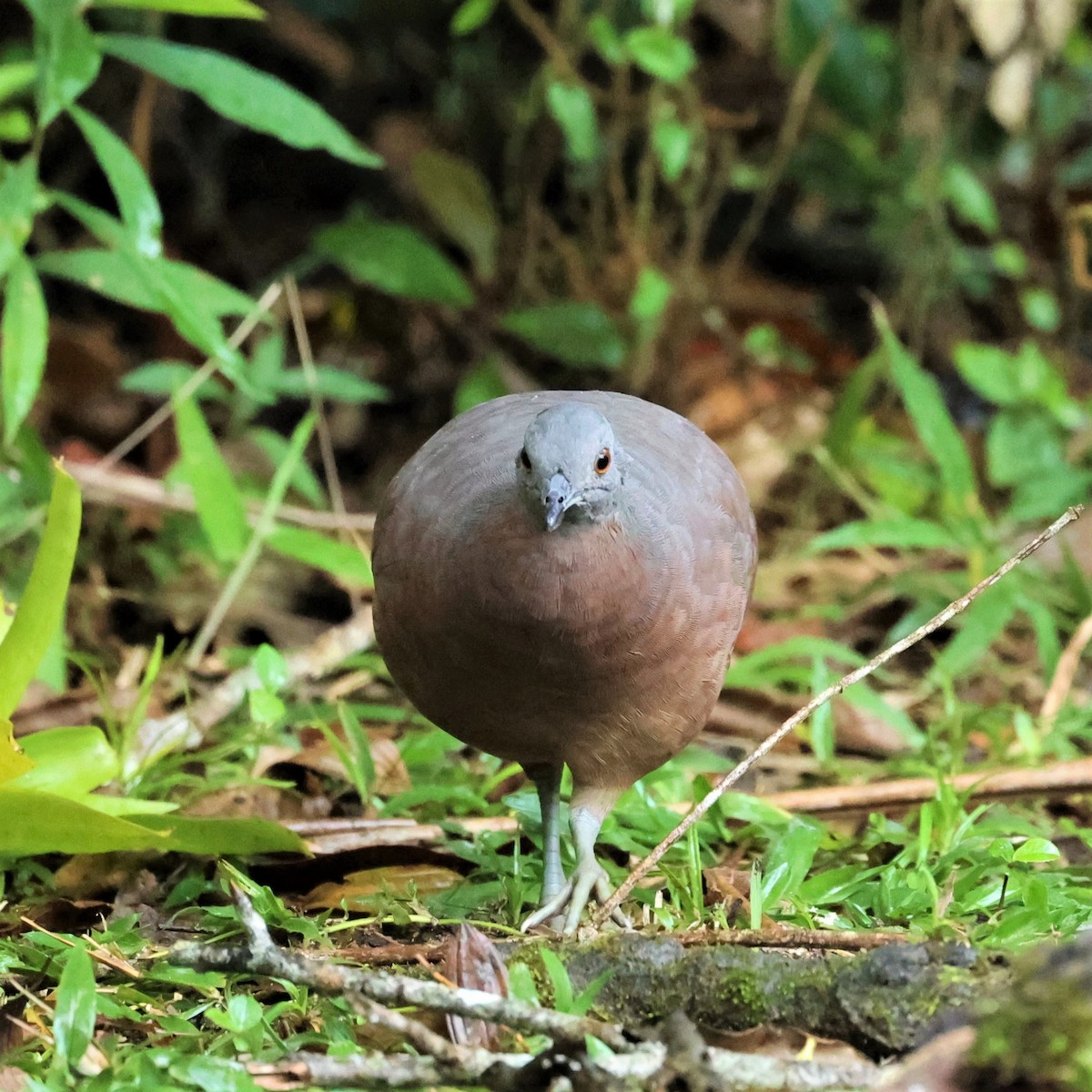 Brown Tinamou - Rocha Maria