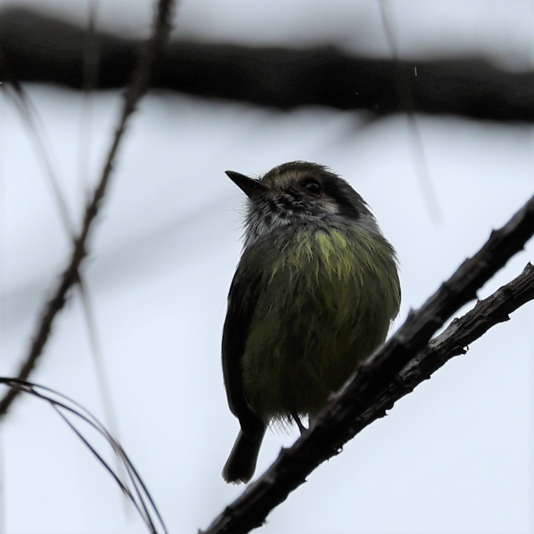 ミミグロコビトタイランチョウ - ML353133561