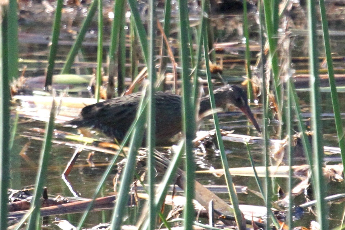 Ridgway's Rail - ML35313571