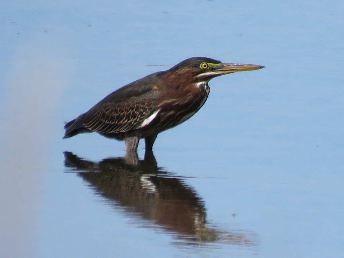 Green Heron - Dick Hoopes