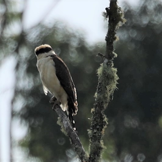 Laughing Falcon - ML353137191