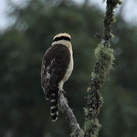 Laughing Falcon - ML353137491