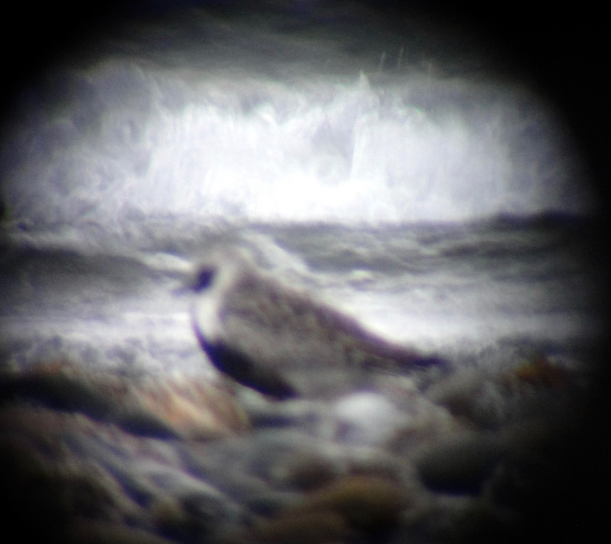 Black-bellied Plover - ML353139311