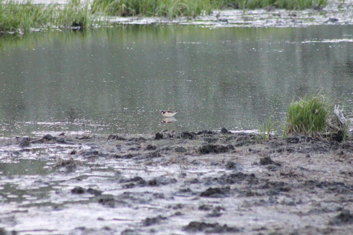 Phalarope de Wilson - ML353139461