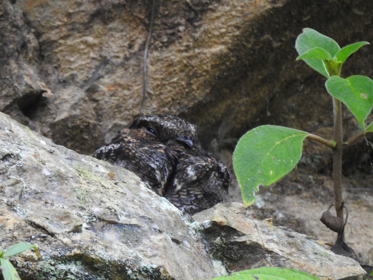 Lyre-tailed Nightjar - ML353139591