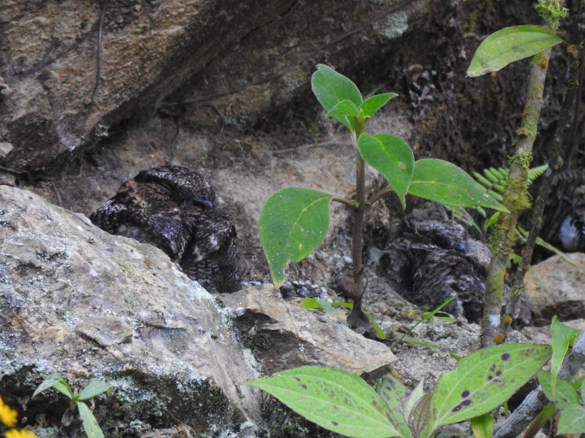 Lyre-tailed Nightjar - ML353139601