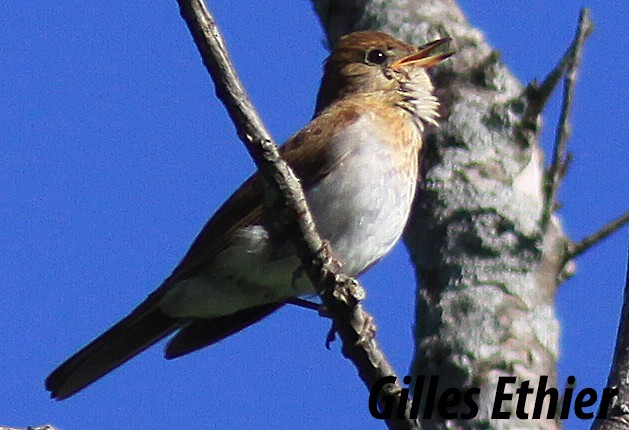 Veery - ML353140261