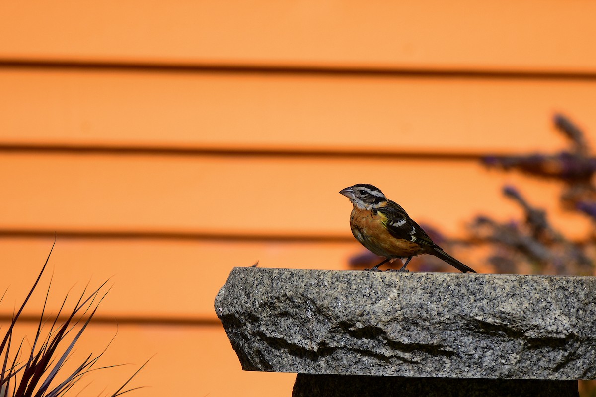 Black-headed Grosbeak - ML353141451