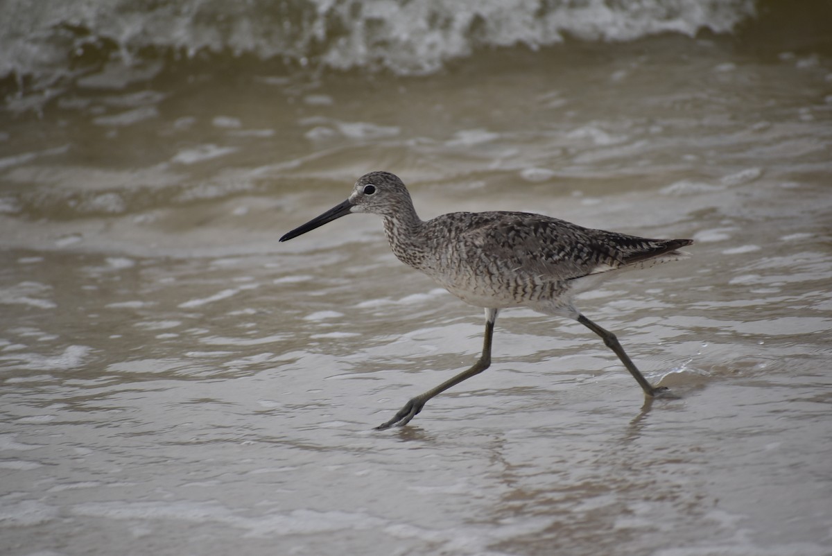 Willet - ML353144311