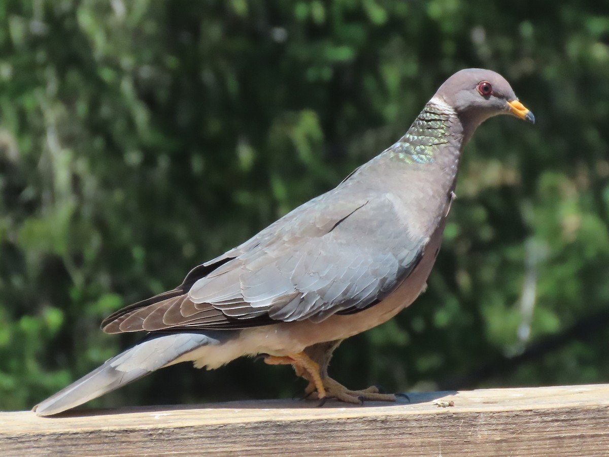 Band-tailed Pigeon - ML353144351