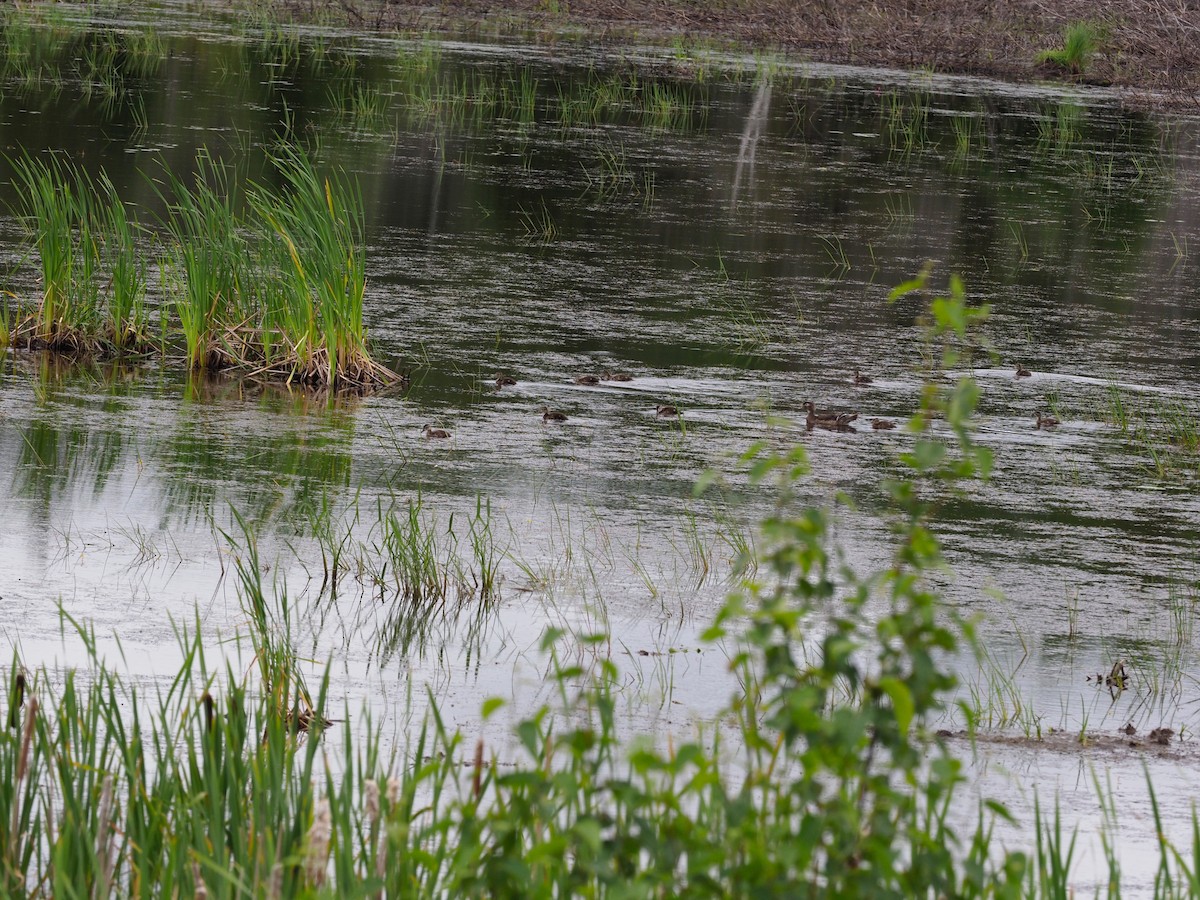 Wood Duck - ML353144981