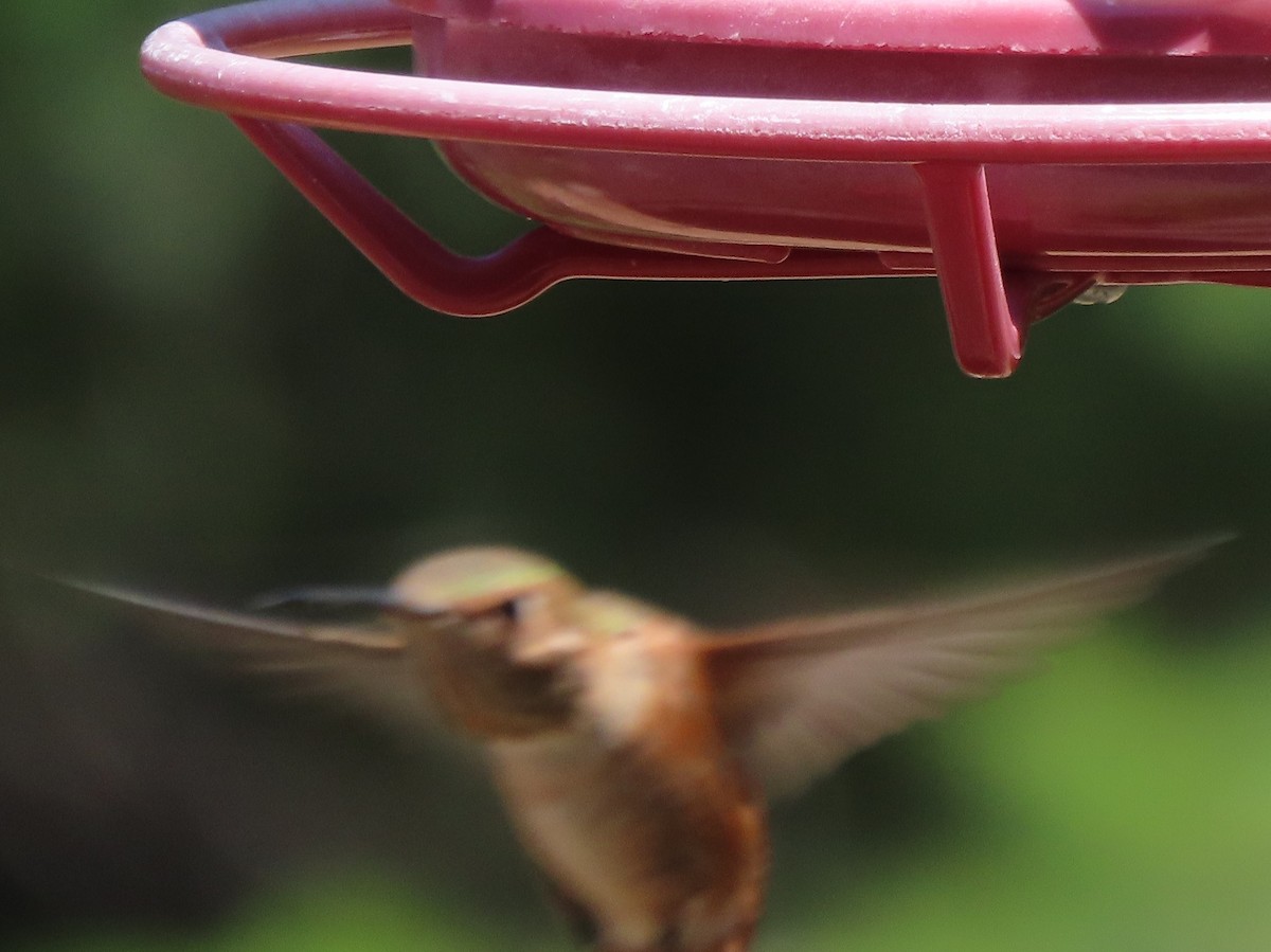 Rufous Hummingbird - ML353145031